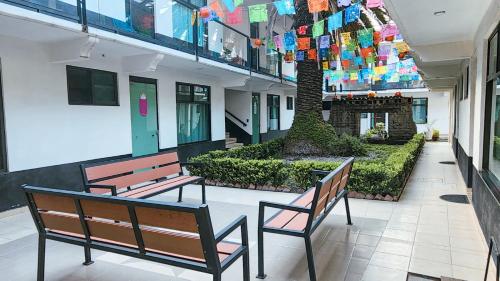 two benches in a building with a tree in the middle at La Palma Coliving in San Lucas Xoloc
