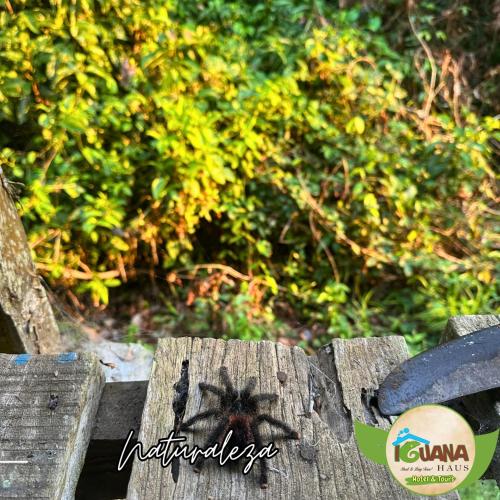 aarantula spider sitting on top of a wooden fence at IGUANA HAUS IQUITOS in Iquitos