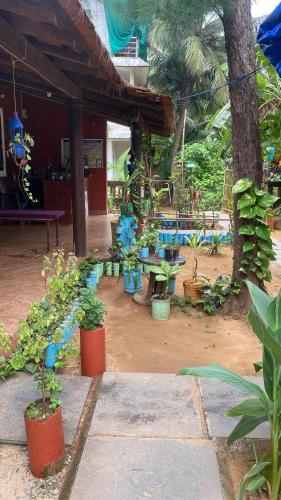 Κήπος έξω από το Tusker Tribe Hostel
