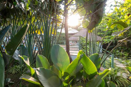 a garden with green plants and the sun in the background at Akasa Goa in Palolem
