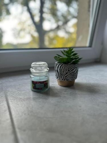 a plant in a glass jar next to a small plant at Ferien- Monteurwohnung in Förderstedt, Staßfurt in Staßfurt