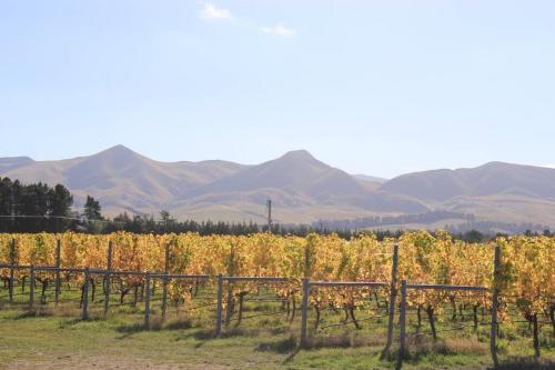 a field of vines with mountains in the background at Olive Grove Cabin Waipara in Waipara