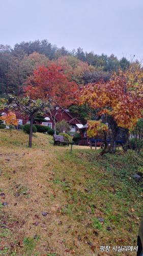 a field with a house and a tree with autumn leaves at Sisilli Pension in Pyeongchang 