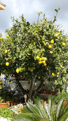 a lemon tree with lots of oranges on it at B&B Gi & Giò in Càbras