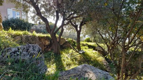 a group of trees and rocks in the grass at L'Olivaie - Calme, confort et vue imprenable in Seillans
