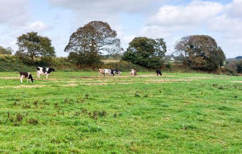 a herd of cows grazing in a field of grass at Lovely Home In Plonéour-Lanvern in Plonéour-Lanvern