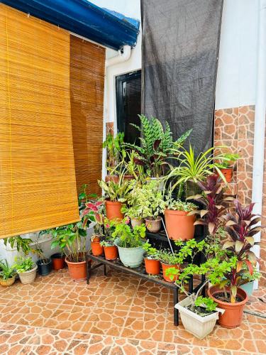 a bunch of potted plants sitting on a shelf at Rivero Transient House in San Fernando