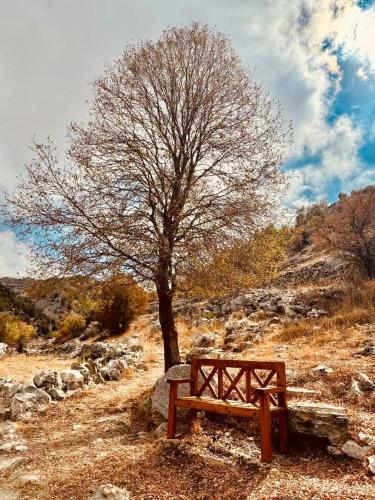 a wooden bench next to a tree on a hill at Stone Cellars in Douma