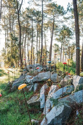 a group of mushrooms on rocks in a forest at Solar das Bouças by Quantique in Amares