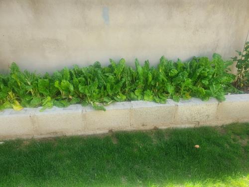 a row of green plants against a wall at Arrival Center BnB in Maseru
