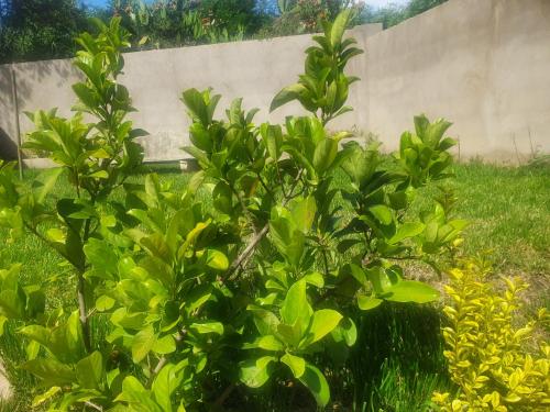 a green bush in front of a concrete wall at Arrival Center BnB in Maseru