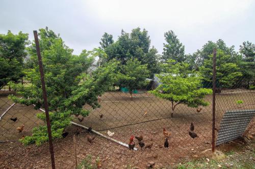a group of chickens behind a fence at Hotel Ekant tourist resort in Junnar