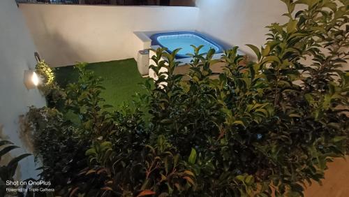 a potted plant with a blue object behind it at Sea Esta Guest House in Mellieħa