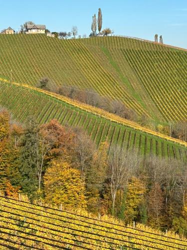 a vineyard on a hill with trees in the foreground at Glanz und Gloria Weingartenapartment an der Kellerstraße, viele Buschenschänke, sehr ruhige Lage, herrliche Aussicht! in Leutschach