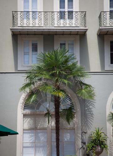 a palm tree in front of a building at Bourbon Orleans Hotel in New Orleans