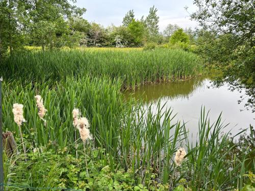 a field of tall grass next to a body of water at Gîte des Comtes du Perche 2 logements indépendants de 40 et 25 m2 in Val-au-Perche