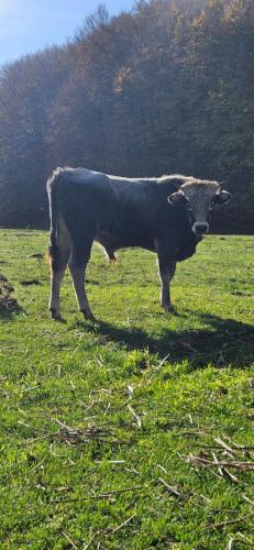 a cow standing in a field of grass at Chalet del Lago Laceno in Villaggio Laceno