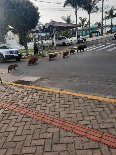 a group of cats walking down a street at Casa de praia in Passo de Torres