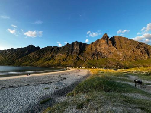 a horse on a beach with a mountain in the background at Just a Simple House in Senjahopen