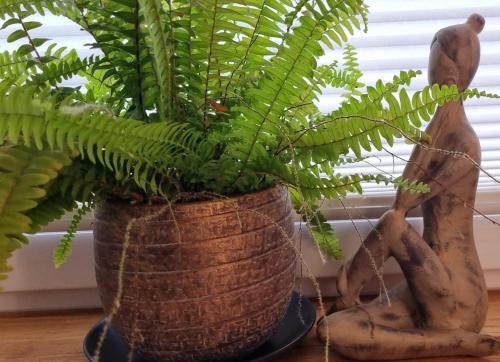 a plant in a basket sitting on a table at Quiet nice place Meine in Meine