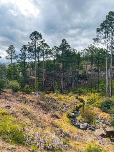a forest with a stream on a hill with trees at Cabaña villa alpina Mantillo de bosque in Villa Alpina