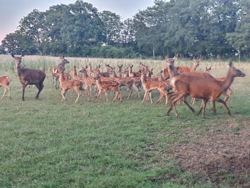 a herd of deer running in a field at Gîte Le Bois Clairet in Journet