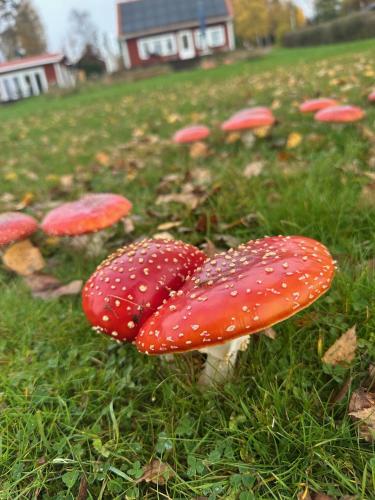 a group of red mushrooms in the grass at Sjöutsikt, Röd trästuga med traditionellt yttre Skandinavisk, modernt inre och alla bekvämligheter, Sol hela dagen på stora altanen, Tryggt, Vinterbonat, Fiske, Båt in Skinnskatteberg