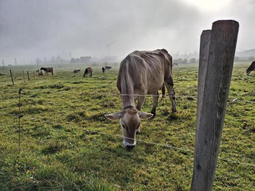 Animaux dans la ferme ou à proximité