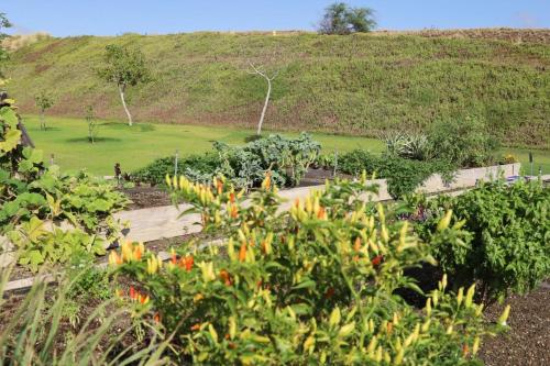 a garden with flowers in the foreground and a hill at PiH: Hale Kailani Heated Private Pool Spa in Waimea