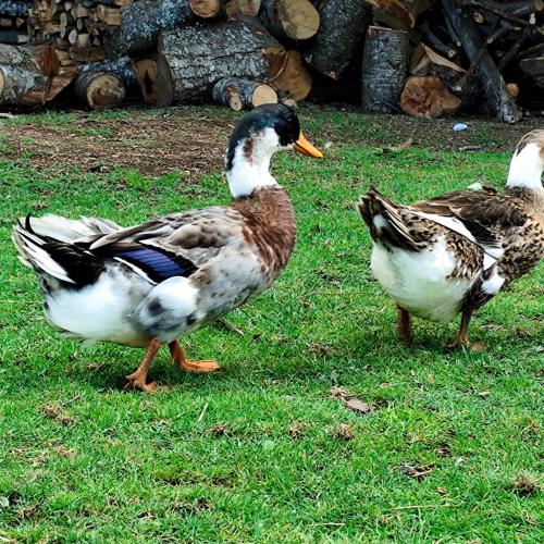 three ducks standing on the grass in the grass at Pucura, cabaña entre laureles in Coñaripe