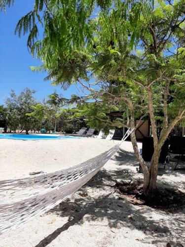 a hammock on a beach next to a tree at Exclusiva casa con vista panorámica al mar in Guanaqueros