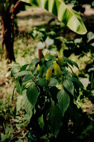 a bunch of yellow fruits on a tree at Puerta Negra in Playa Flamingo