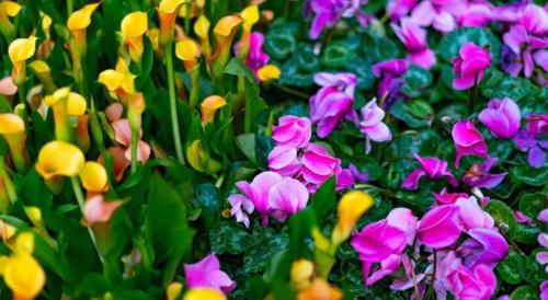 a bunch of purple and yellow flowers in a garden at Luxury Suites International by Vdara in Las Vegas