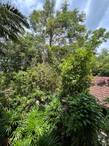 a group of trees and bushes next to a house at Ceylon Kingsmen Garden - Katunayake Airport Transit Hotels in Negombo