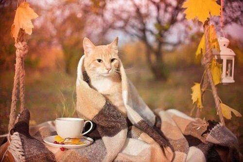 a cat sitting on a blanket with a cup of coffee at Ferienwohnung Bergzyt oder das Bed and Breakfast - Älplersuite mit eigenem Bad und Terrasse in Linthal