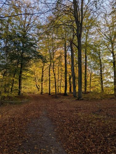 a dirt road in a wooded area with trees at Lejlighed ved skov in Græsted