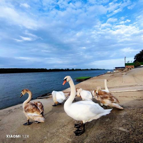 a group of swans standing on a sidewalk near the water at Vila Maza in Smederevo