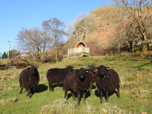 a herd of black sheep walking in a field at The Wee Lodge in Mallaig