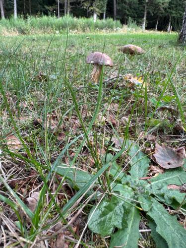 Jardin de l'établissement Chalet en pleine nature