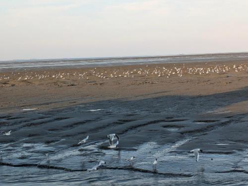 a group of birds standing on a beach at Drei-Insel-Blick Neßmersiel in Neßmersiel