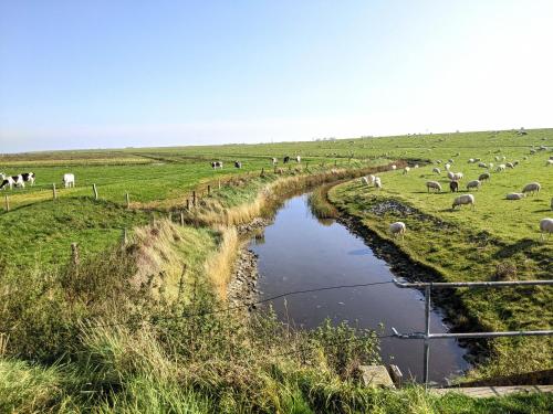 a herd of sheep grazing in a field next to a river at Drei-Insel-Blick Neßmersiel in Neßmersiel