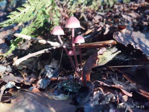 a group of small mushrooms on the ground at Oeroeboeroe in Roderesch