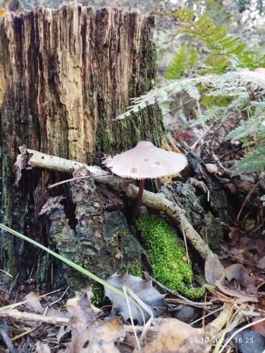 a mushroom on the side of a tree stump at Oeroeboeroe in Roderesch