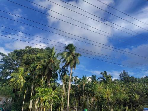 a group of palm trees against a blue sky at Haven Garden Homestay in Port Blair