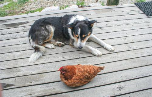 a dog laying next to a chicken on a wooden deck at Ferienwohnung Braz-Klostertal in Ausserbraz
