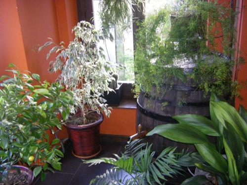 a group of plants in a room with a window at Hotelet de Betlan in Betlán