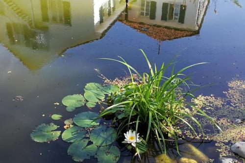 a pond with a flower and lily pads at In DE preiswert wohnen und in der CH gut verdienen in Klettgau