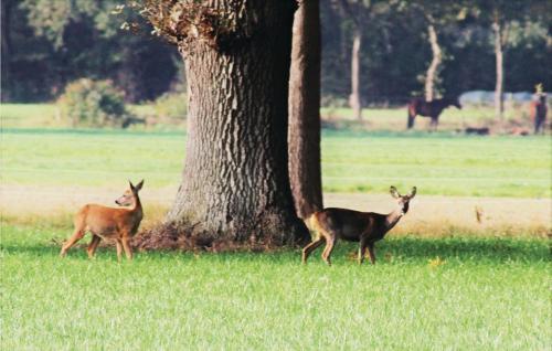 Animales en la casa vacacional o alrededores
