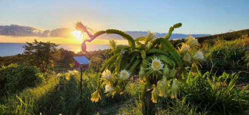 Gallery image of Sunrise Farm Cottage II - 180 Degree OceanViews Stargazing Whale Watching on Hamakua Coast Hawaii in Papaaloa