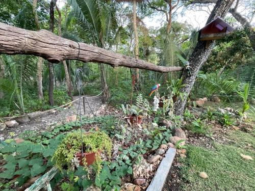 a garden with plants and a tree at Céu da Terra in Colinas Do Sul